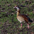 Nilgans