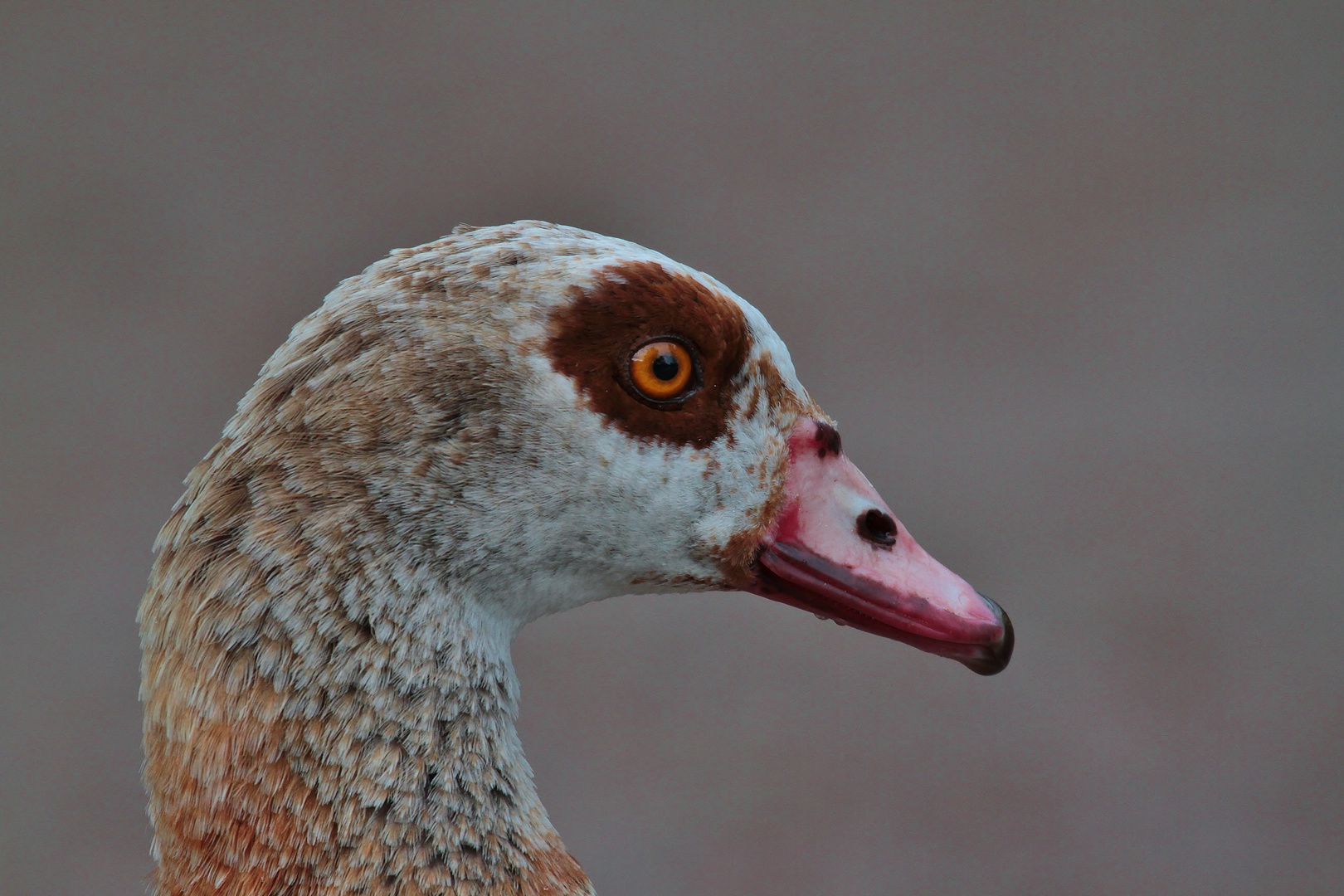 Nilgans