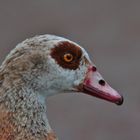 Nilgans