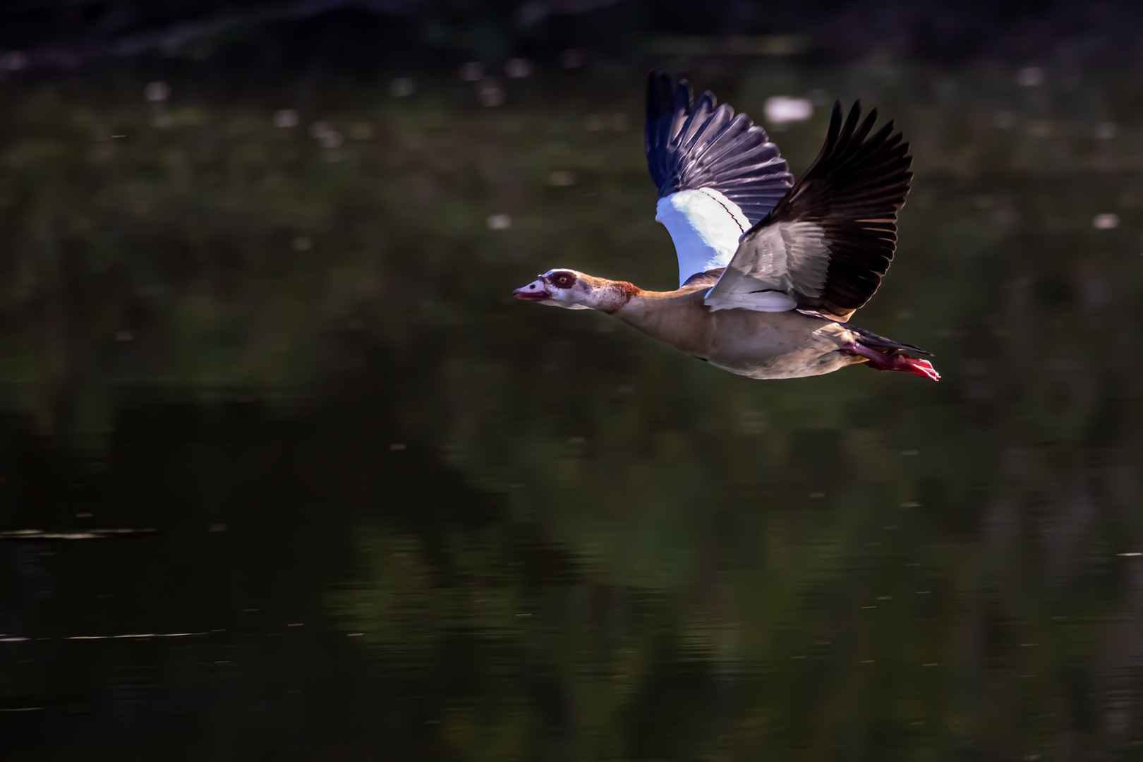 Nilgans