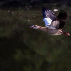 Nilgans