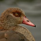 Nilgans 7