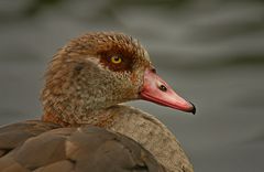 Nilgans 7