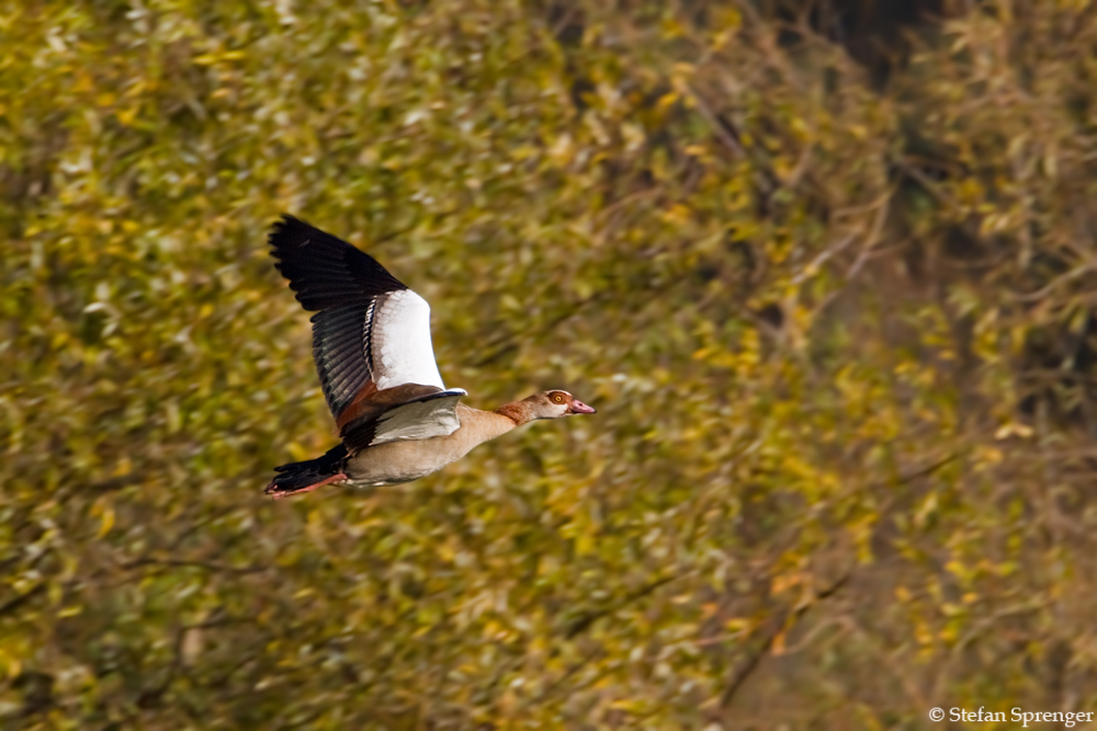 Nilgans 7/09