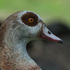 Nilgans