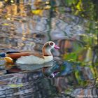 Nilgans 