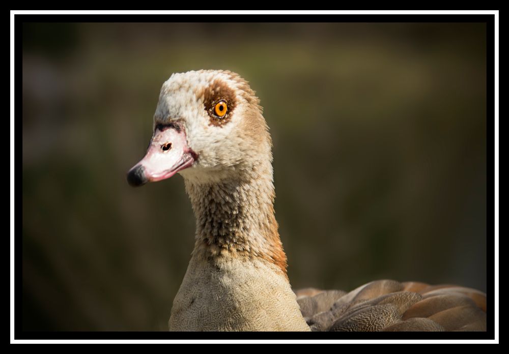 Nilgans