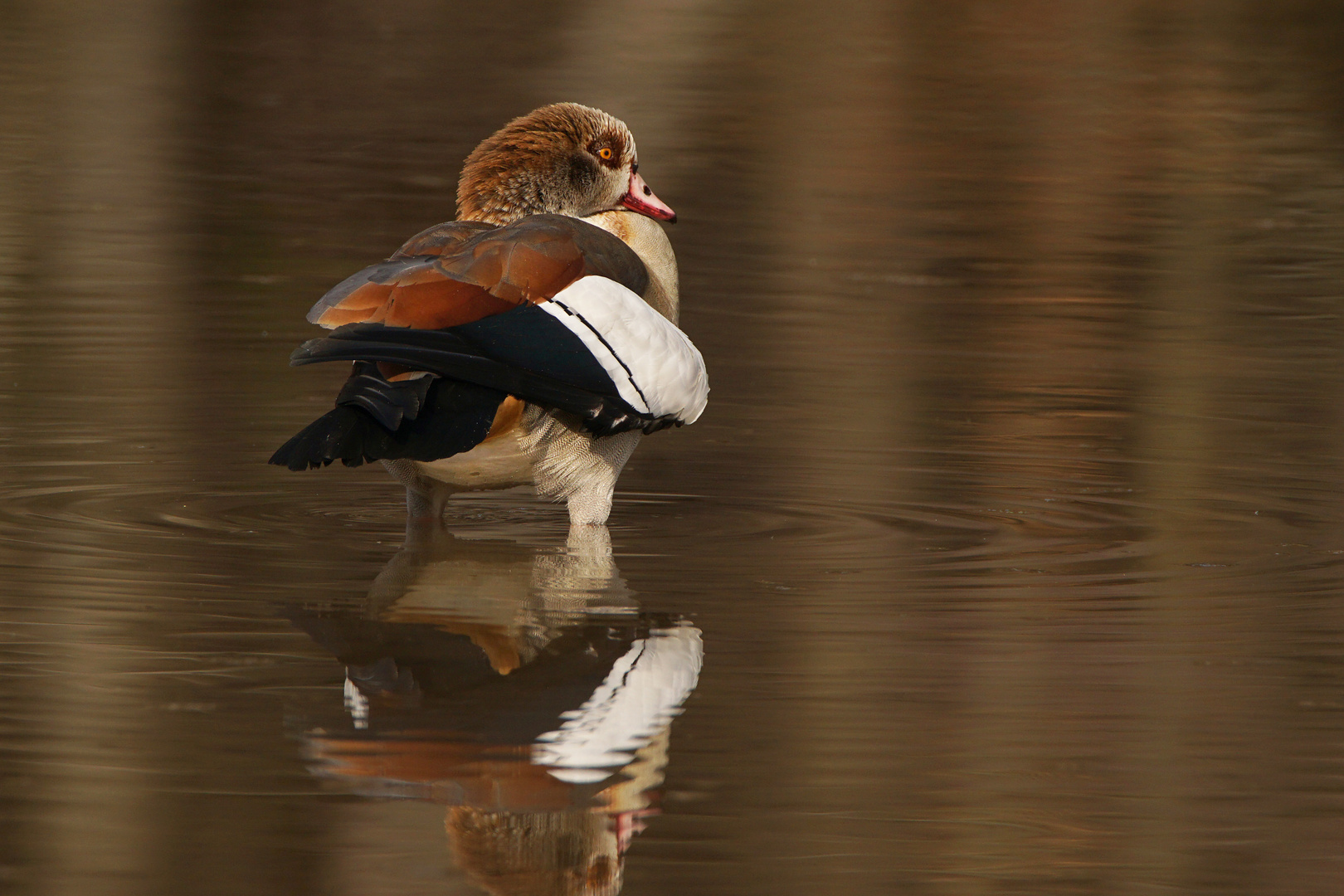 Nilgans