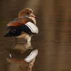 Nilgans