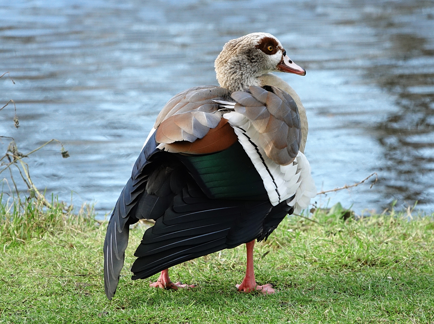 Nilgans