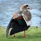 Nilgans