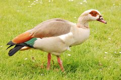 Nilgans