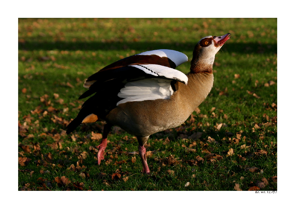 Nilgans...............