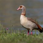 Nilgans