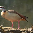 Nilgans