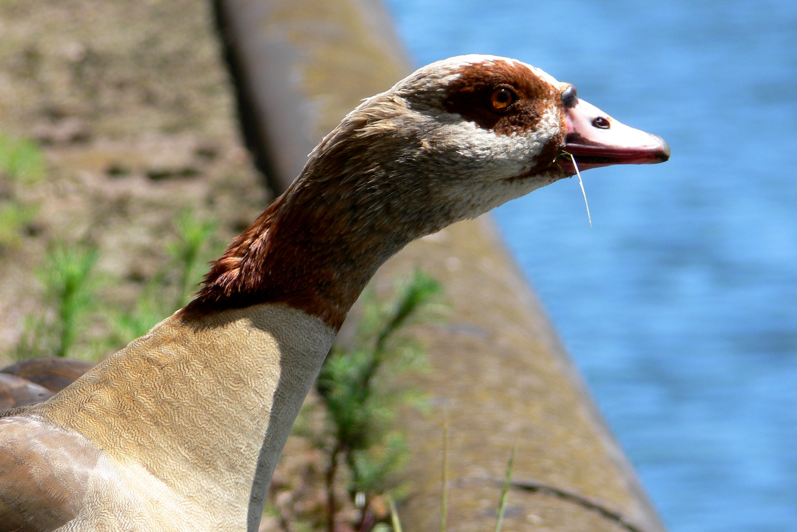 Nilgans