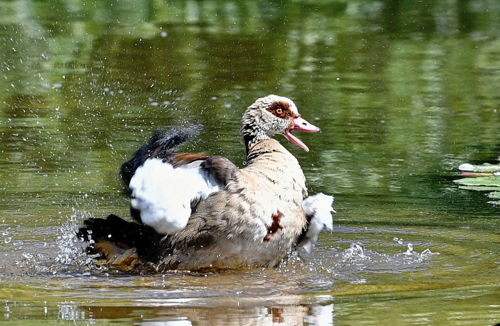 Nilgans ...