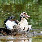 Nilgans ...