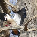 Nilgans