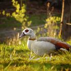 Nilgans