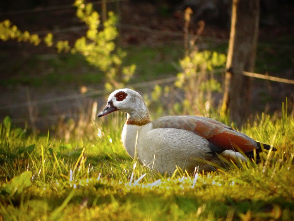 Nilgans