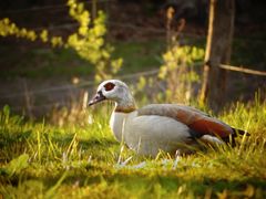 Nilgans