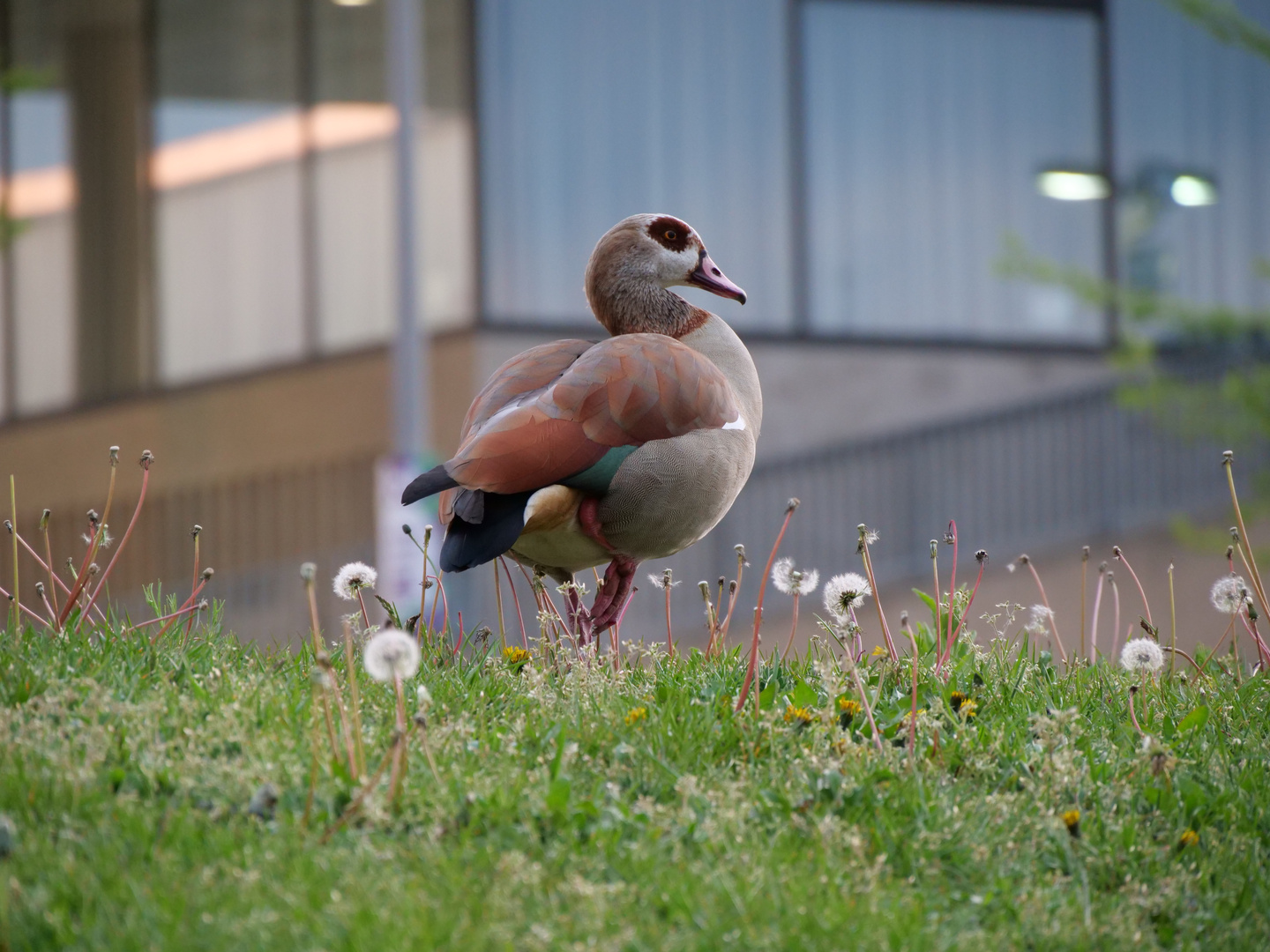 Nilgans