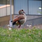 Nilgans