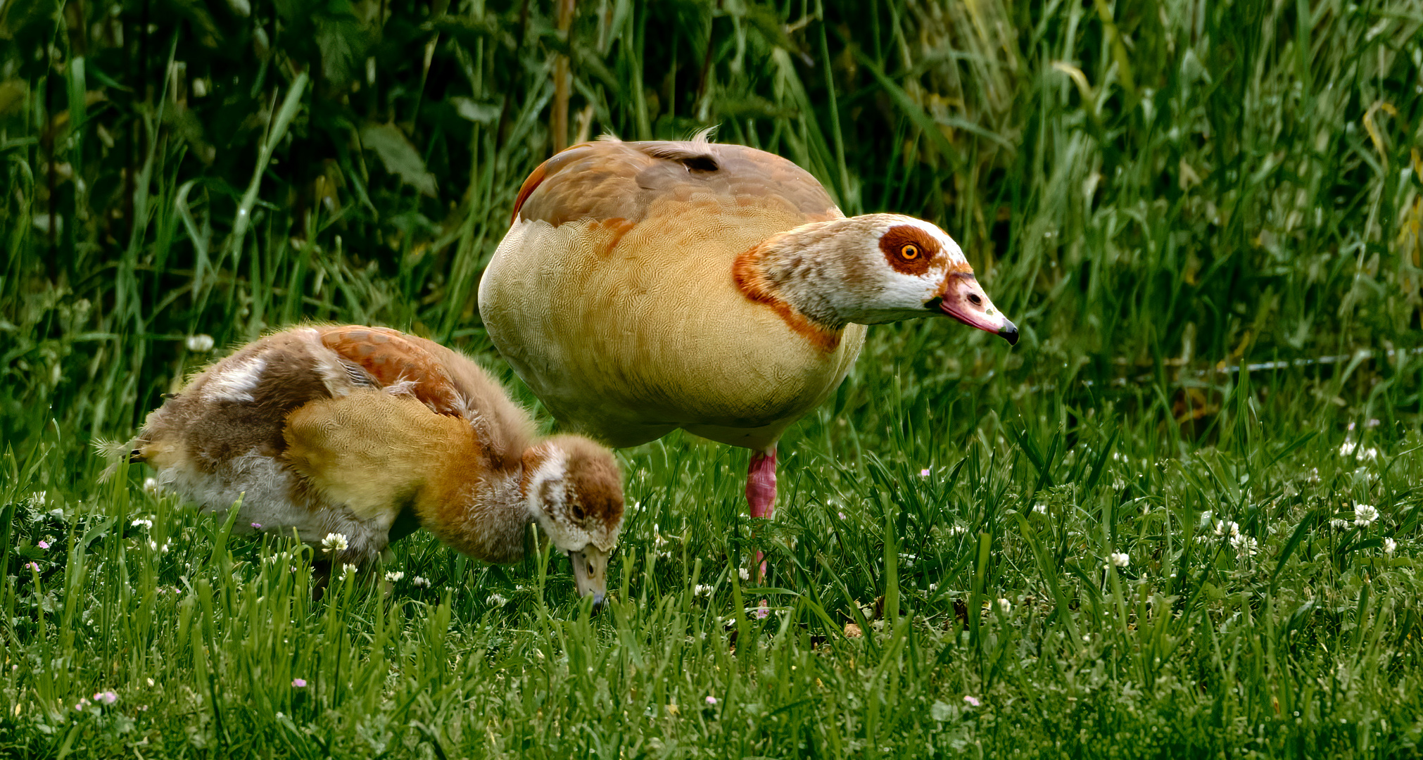 Nilgans