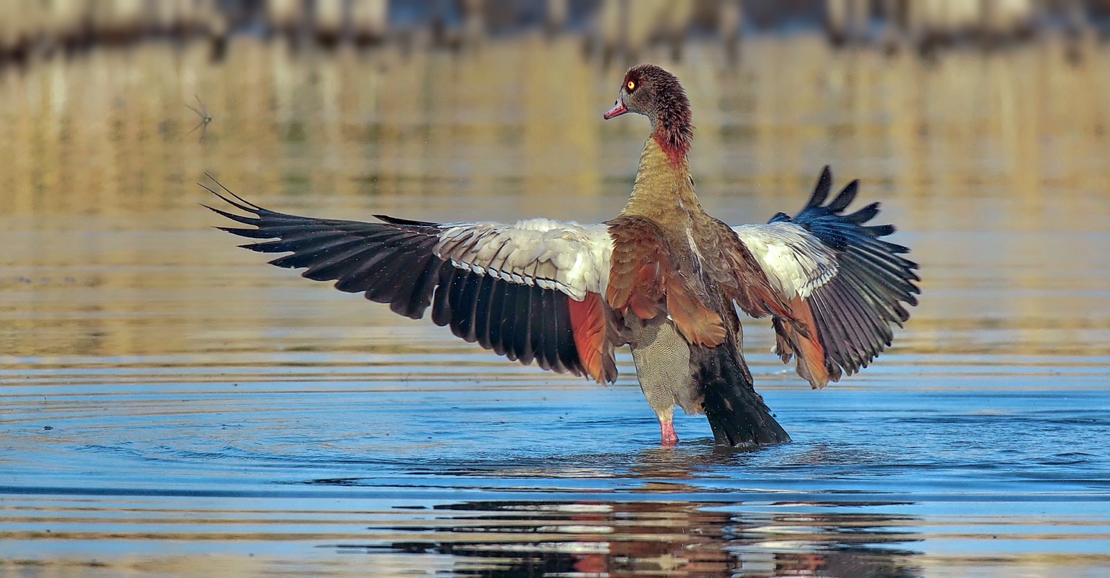 Nilgans 