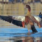 Nilgans 