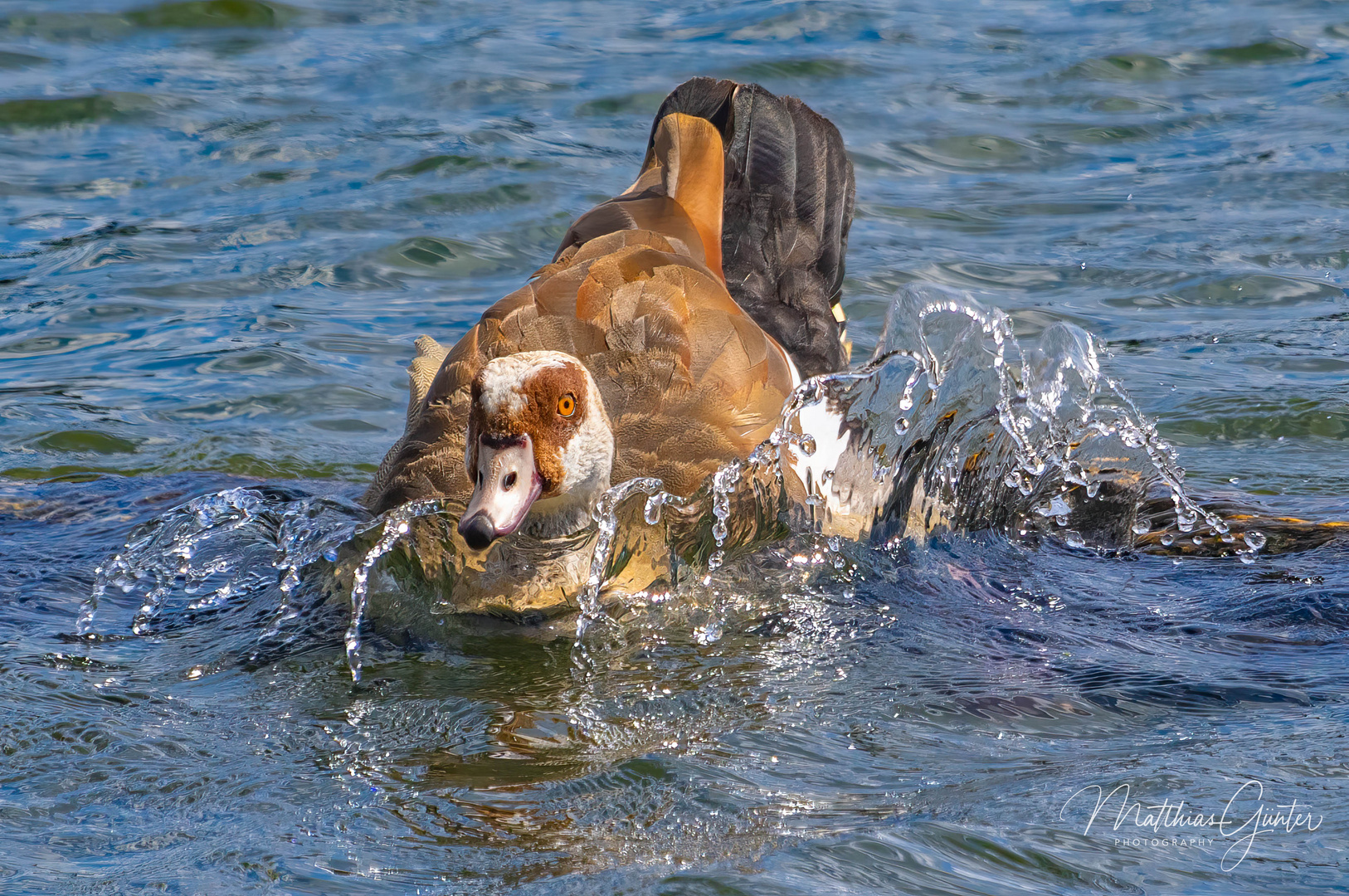 Nilgans