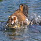 Nilgans