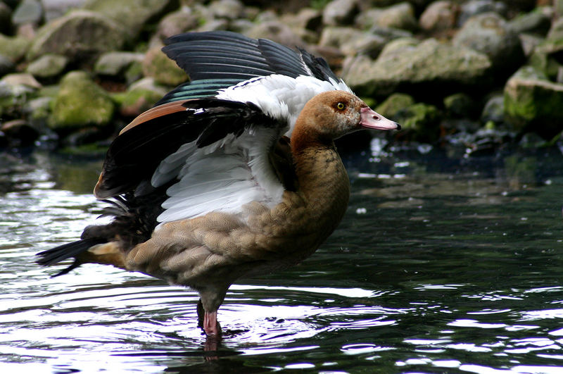 Nilgans