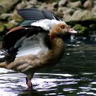 Nilgans