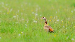 Nilgans....