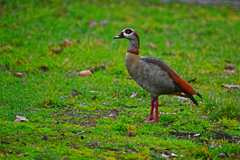 NILGANS