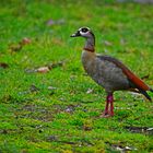 NILGANS