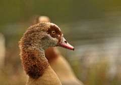 Nilgans 8