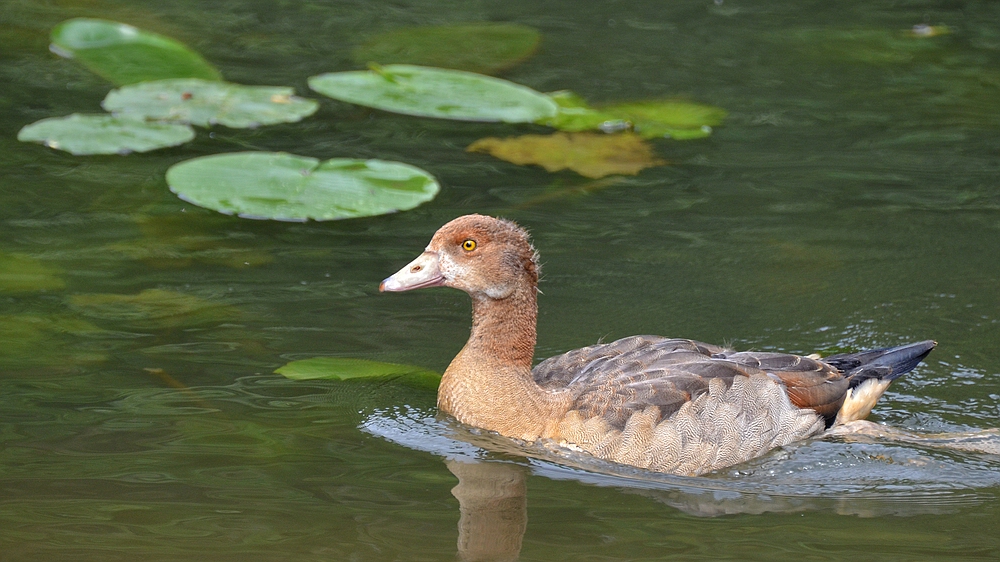 Nilgans