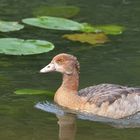 Nilgans