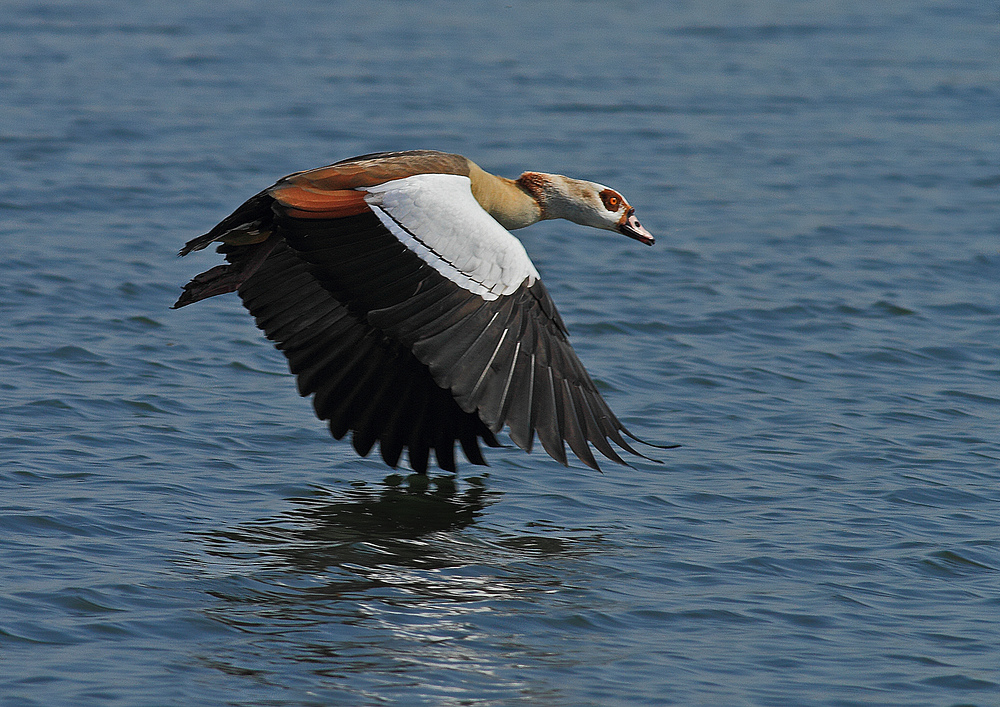 Nilgans