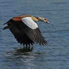 Nilgans