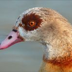 Nilgans ....