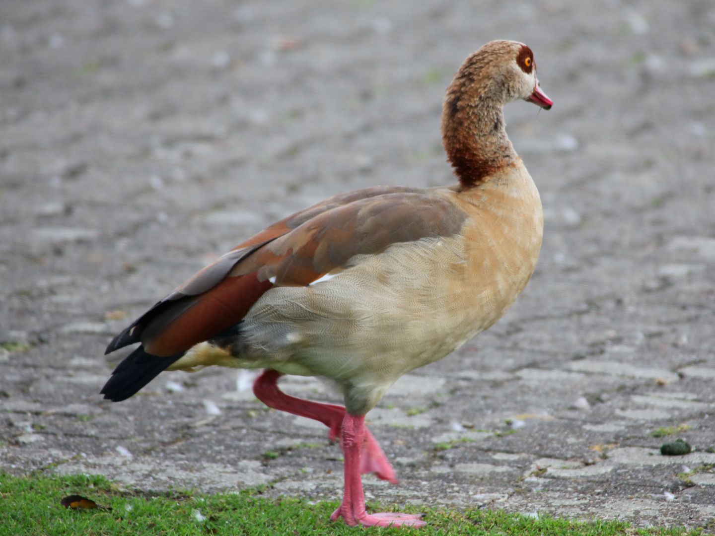 Nilgans