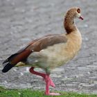 Nilgans