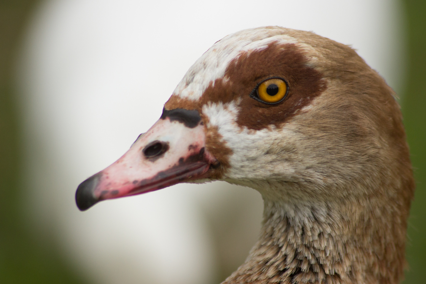 Nilgans