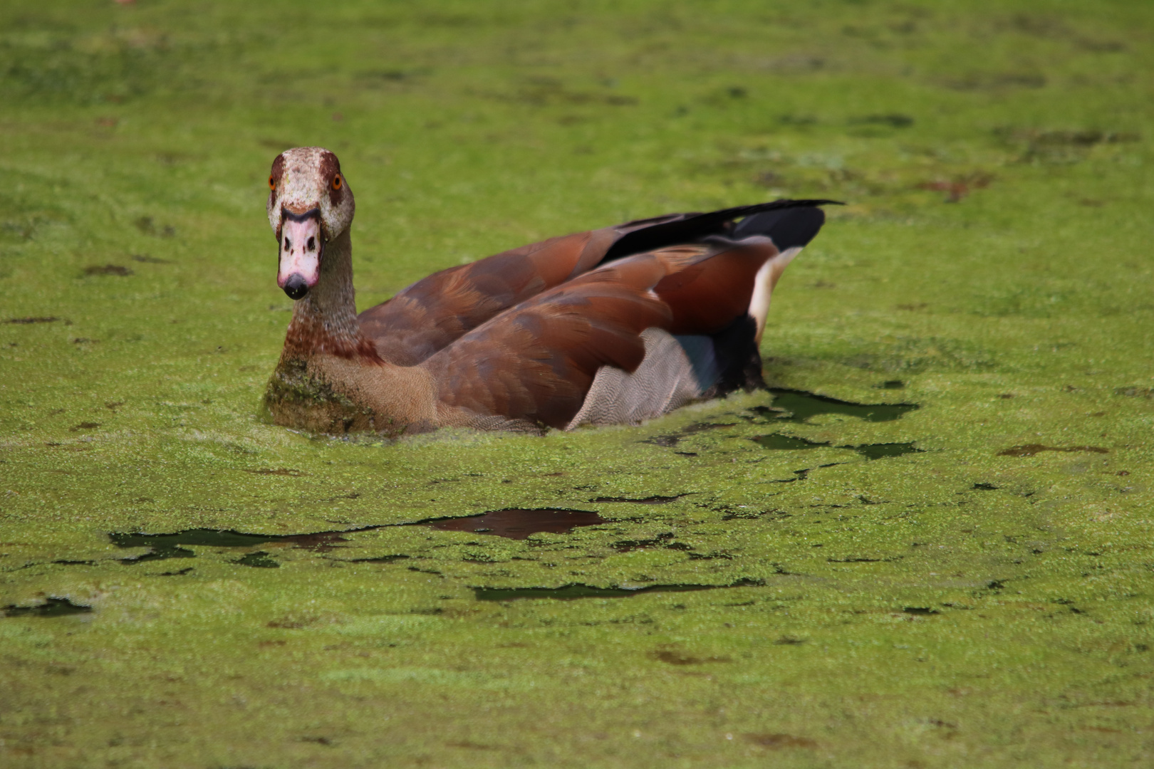 Nilgans