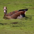 Nilgans