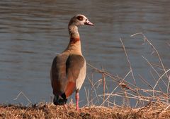 nilgans